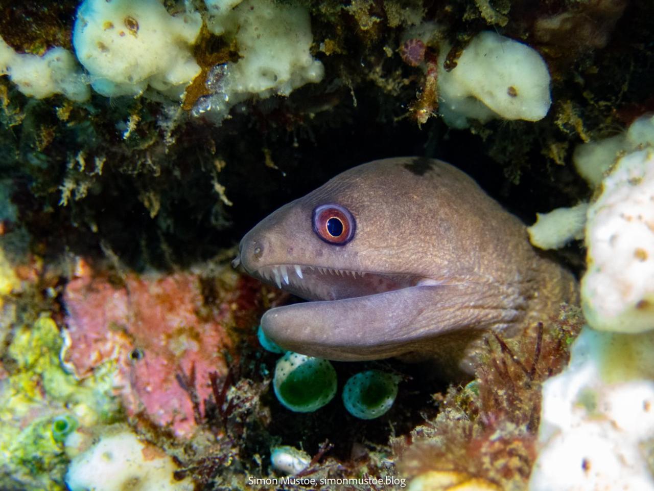 Teluk Karang Dive & Spa Resort Tejakula Exteriér fotografie