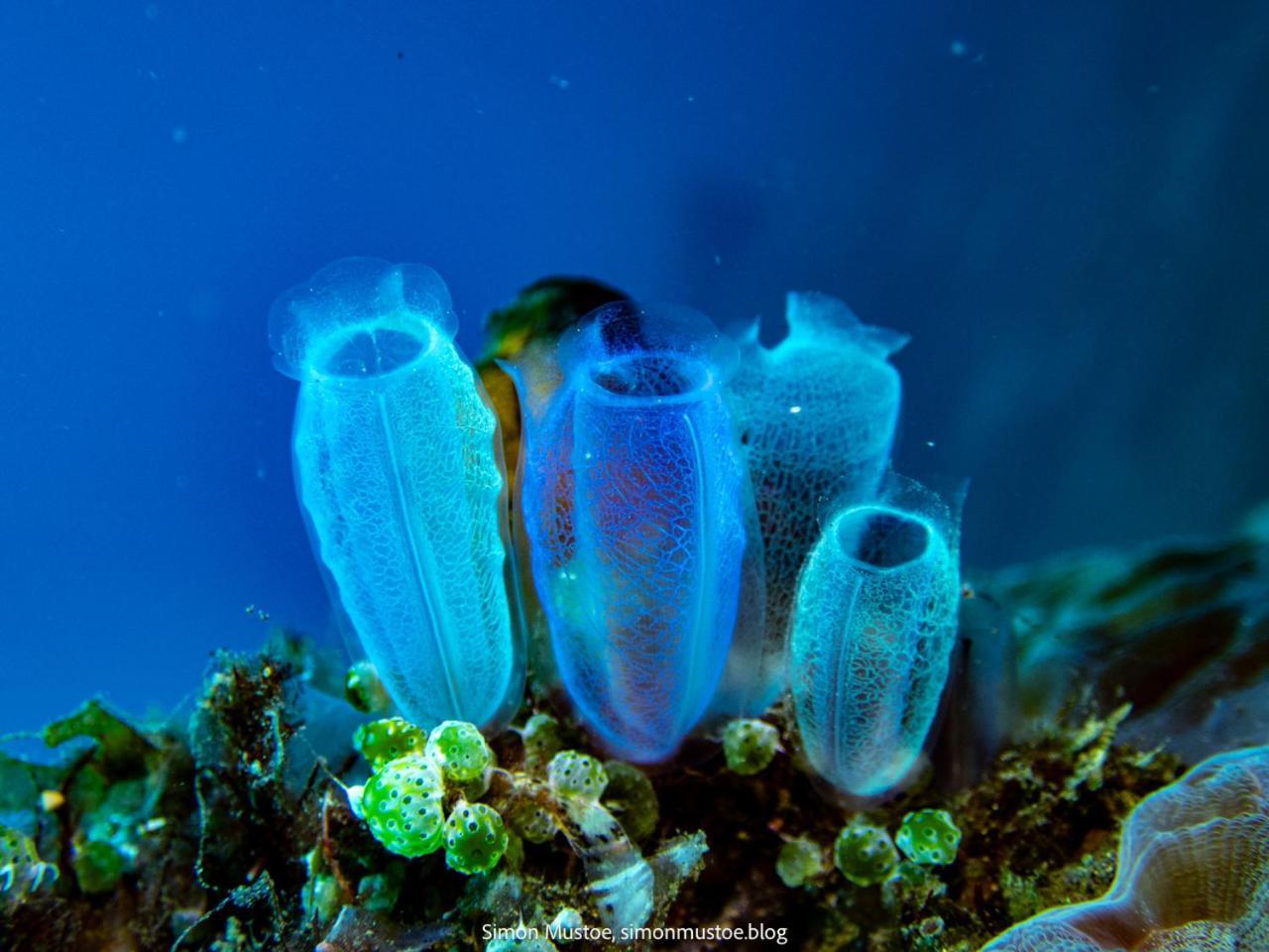 Teluk Karang Dive & Spa Resort Tejakula Exteriér fotografie