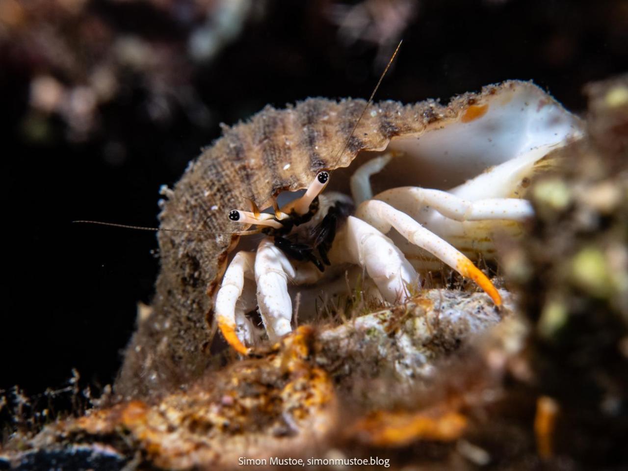 Teluk Karang Dive & Spa Resort Tejakula Exteriér fotografie