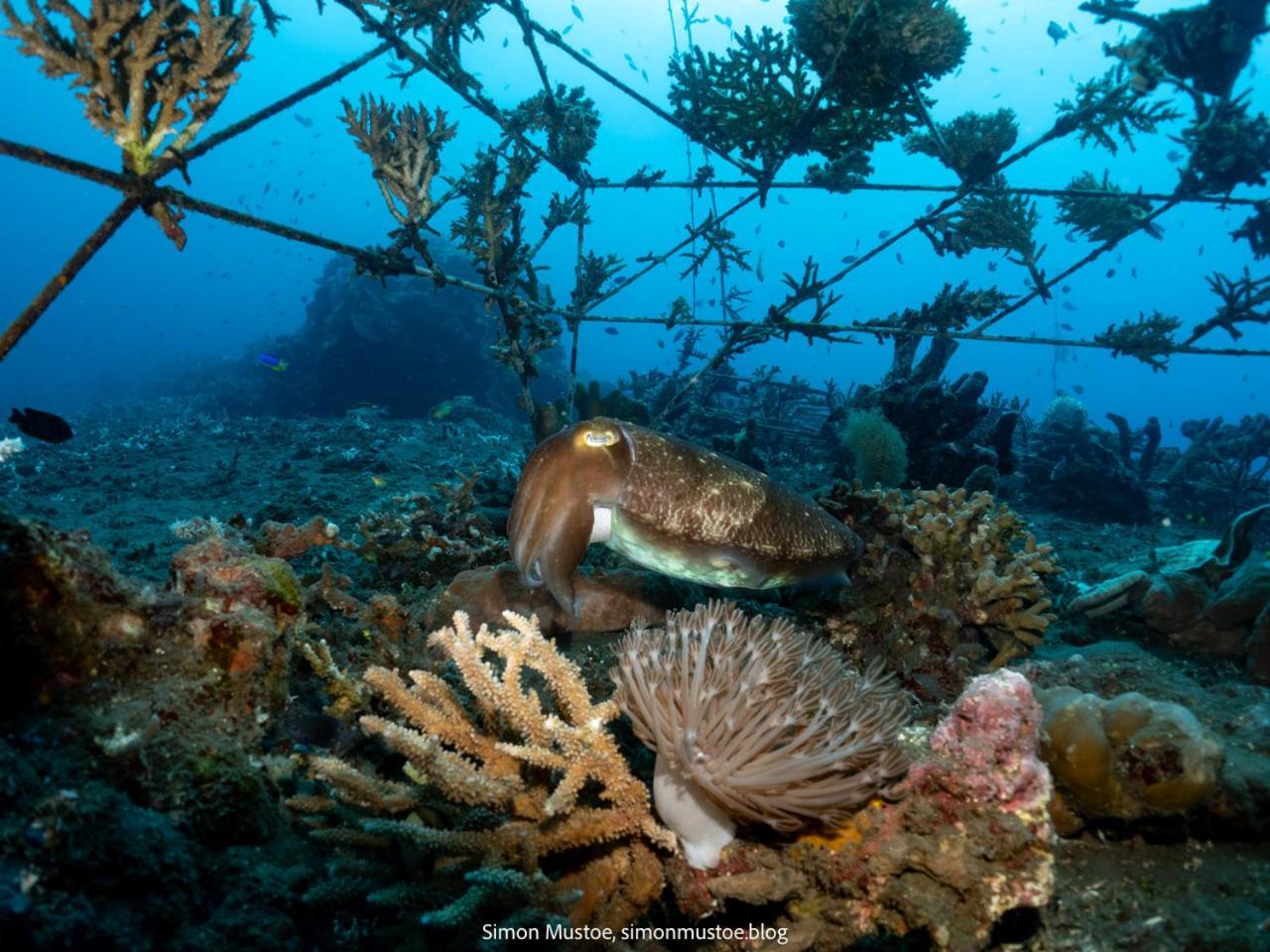 Teluk Karang Dive & Spa Resort Tejakula Exteriér fotografie